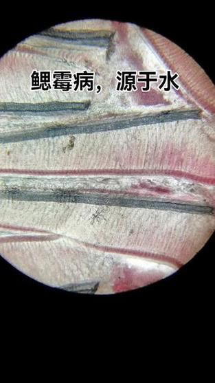 如何判斷魚鰓是否爛了，如何判斷魚鰓是否爛了———科學(xué)診斷指南