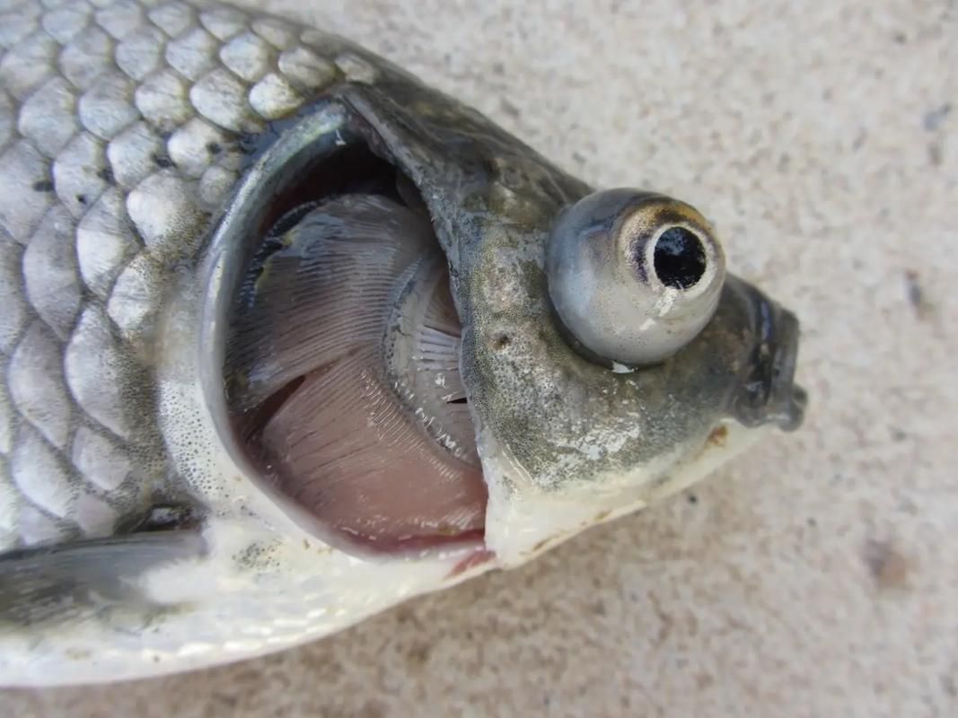 如何判斷魚鰓是否爛了，如何判斷魚鰓是否爛了———科學(xué)診斷指南