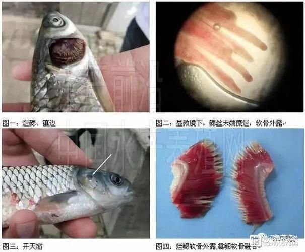 如何判斷魚鰓是否爛了，如何判斷魚鰓是否爛了———科學(xué)診斷指南