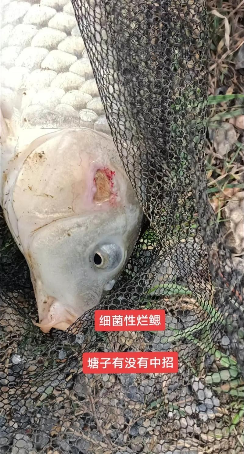 如何判斷魚鰓是否爛了，如何判斷魚鰓是否爛了———科學診斷指南