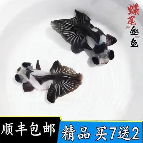龍睛魚有哪些品種，龍睛魚有哪些品種，龍睛魚有哪些品種龍睛魚品種