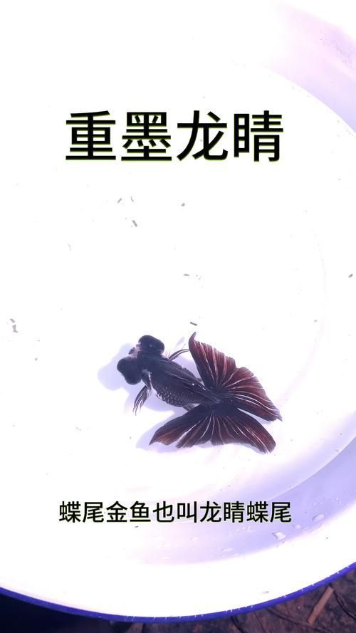 龍睛魚有哪些品種，龍睛魚有哪些品種，龍睛魚有哪些品種龍睛魚品種