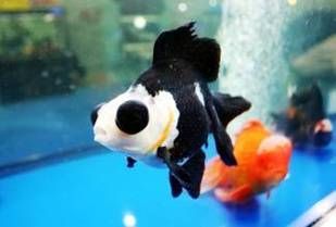 龍睛魚有哪些品種，龍睛魚有哪些品種，龍睛魚有哪些品種龍睛魚品種