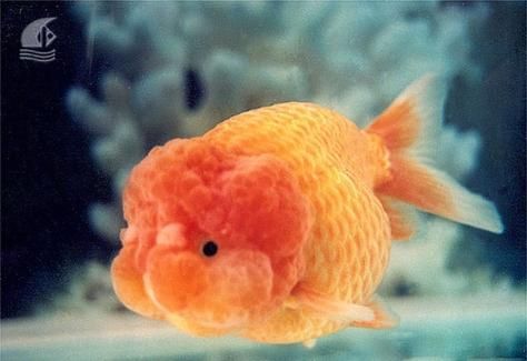 龍睛魚有哪些品種，龍睛魚有哪些品種，龍睛魚有哪些品種龍睛魚品種