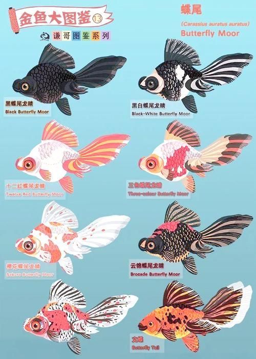 龍睛魚有哪些品種，龍睛魚有哪些品種，龍睛魚有哪些品種龍睛魚品種