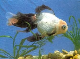 龍睛魚有哪些品種，龍睛魚有哪些品種，龍睛魚有哪些品種龍睛魚品種