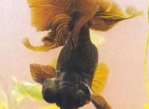 龍睛魚有哪些品種，龍睛魚有哪些品種，龍睛魚有哪些品種龍睛魚品種
