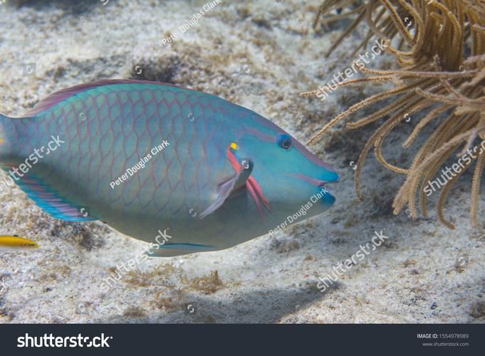 銀龍魚和鸚鵡魚的喂食方法有哪些，銀龍魚與鸚鵡魚的喂食細節