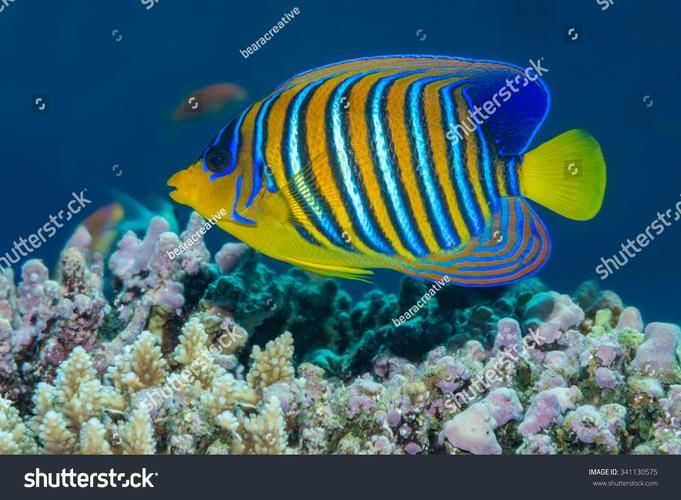 銀龍魚和鸚鵡魚的喂食方法有哪些，銀龍魚與鸚鵡魚的喂食細節