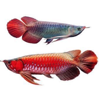 如何鑒別龍魚的血統(tǒng)和品相？，如何鑒別龍魚的血統(tǒng)和品相