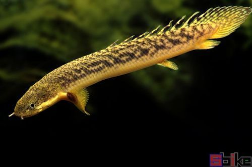 薩伊綠恐龍魚的飼養難度如何？，薩伊綠恐龍魚的飼養難度