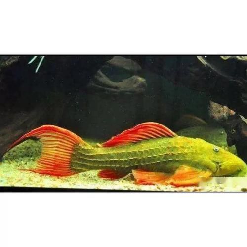 薩伊綠恐龍魚的飼養難度如何？，薩伊綠恐龍魚的飼養難度