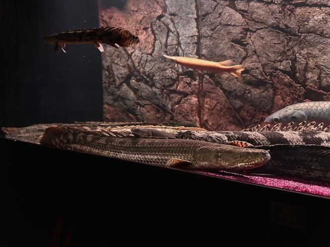 薩伊綠恐龍魚的飼養難度如何？，薩伊綠恐龍魚的飼養難度