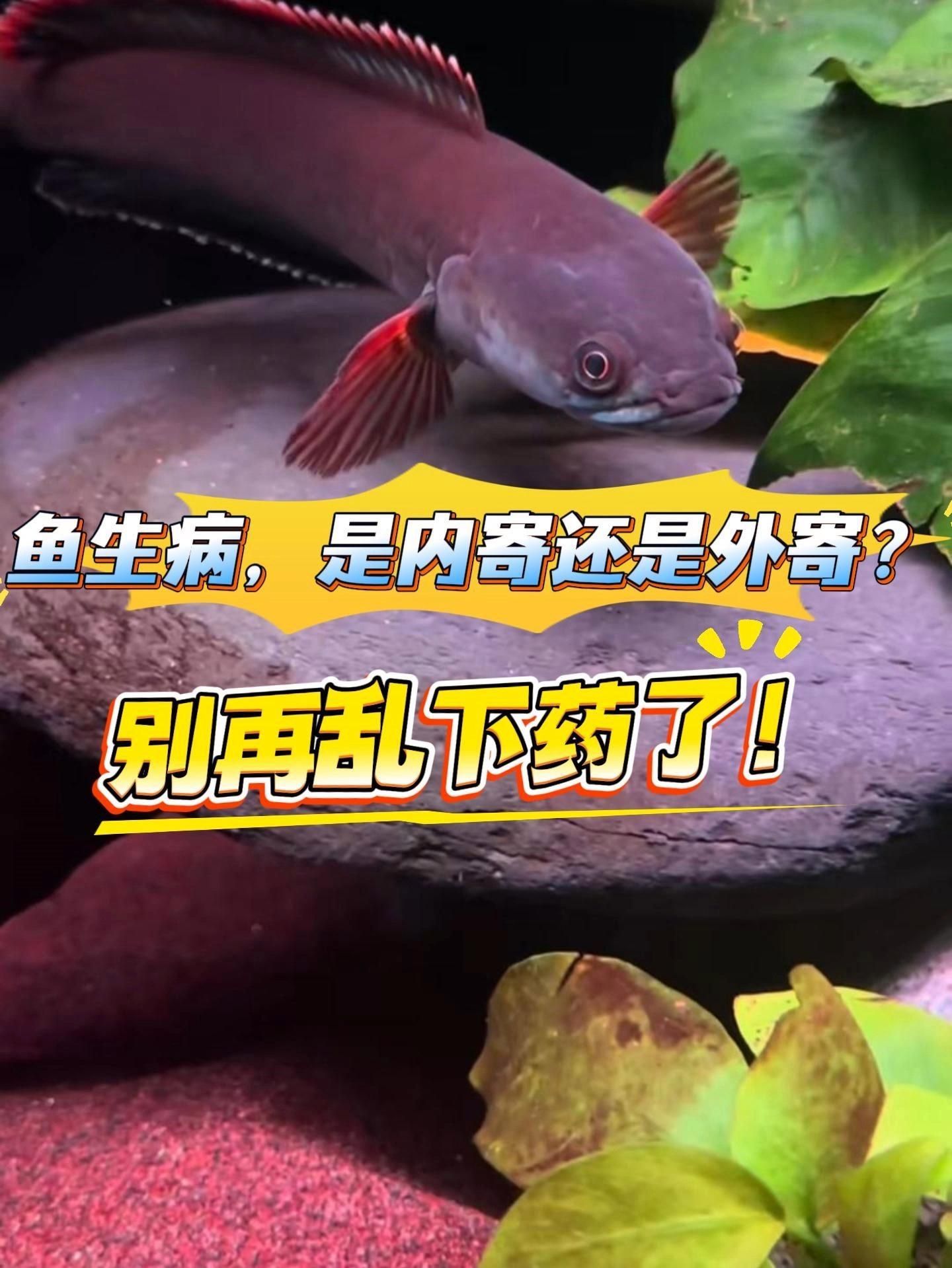 有哪些安全的龍魚(yú)外寄治療方法，有哪些安全的龍魚(yú)外寄治療方法？