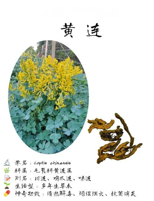 有哪些中草藥可以治療爛尾病，中草藥治療“爛瘡”