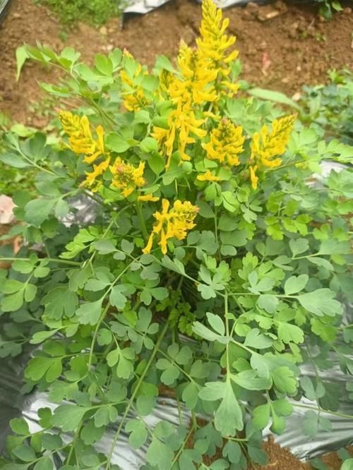 有哪些中草藥可以治療爛尾病，中草藥治療“爛瘡”
