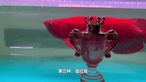 有沒有動態紅龍魚壁紙推薦，動態動態紅龍魚壁紙推薦