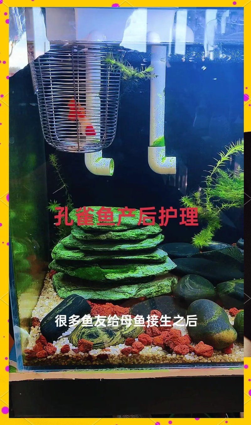 產(chǎn)卵后金魚需要多久恢復(fù)體力，金魚產(chǎn)卵后需要多久恢復(fù)體力