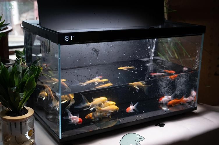 有哪些品牌的魚缸值得推薦？，哪些品牌的魚缸值得推薦