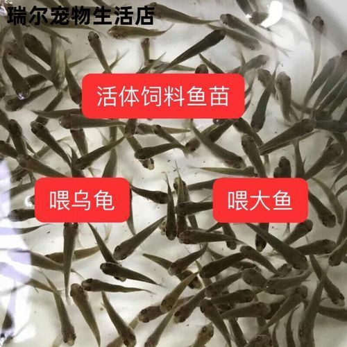給我更多2-3cm龍魚苗的圖片，2-3cm龍魚苗的養(yǎng)護(hù)與繁殖知識(shí)