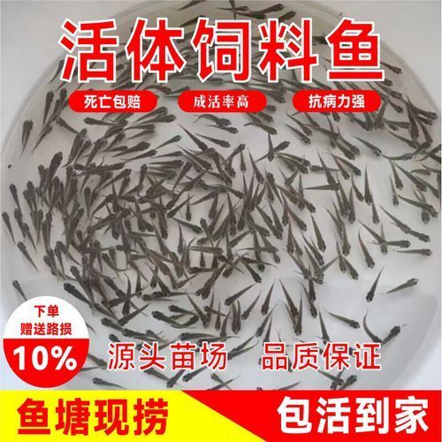 給我更多2-3cm龍魚苗的圖片，2-3cm龍魚苗的養(yǎng)護(hù)與繁殖知識(shí)