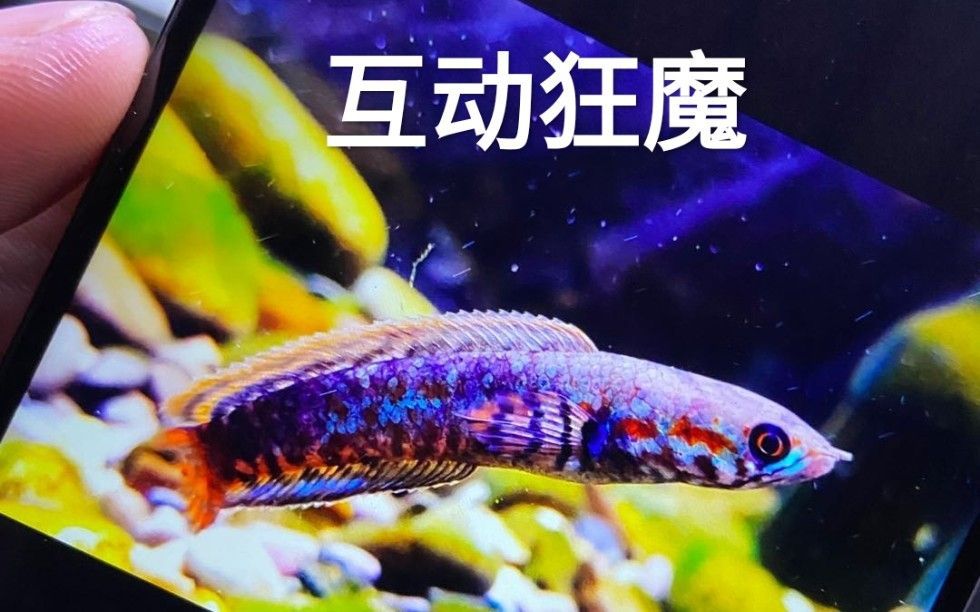 如何提升雷龍魚的顏值？