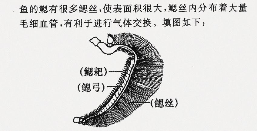 如何預防魚爛鰓
