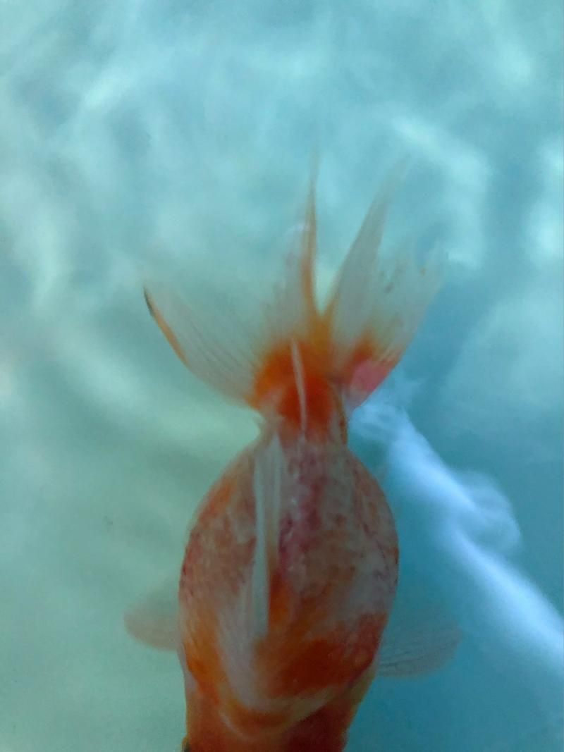 如何預防金魚魚鱗變紅滲血，如何預防金魚鱗變紅滲血