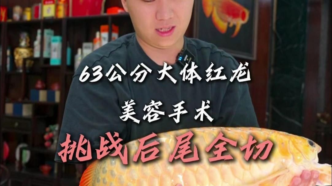 紅龍魚60公分的價格是多少？