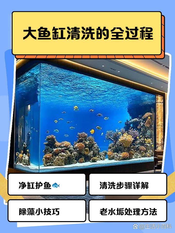 龍魚多久清理一次魚缸，龍魚多久清洗一次魚缸，龍魚缸清潔時(shí)需要注意什么？
