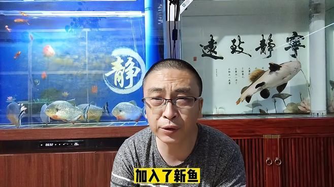 龍魚突然死亡要警惕，龍魚突然死亡怎么辦