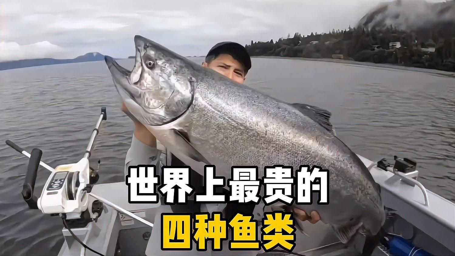 哪里可以購買到這種世界上最貴的魚，世界上最貴的四種魚
