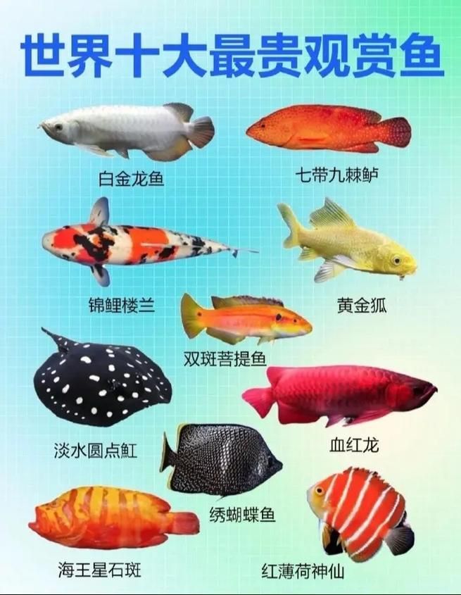 哪里可以購買到這種世界上最貴的魚，世界上最貴的四種魚
