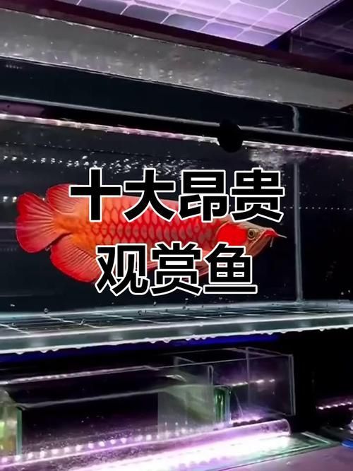 哪里可以購買到這種世界上最貴的魚，世界上最貴的四種魚