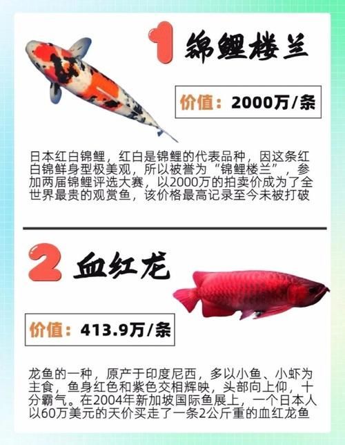 哪里可以購買到這種世界上最貴的魚，世界上最貴的四種魚