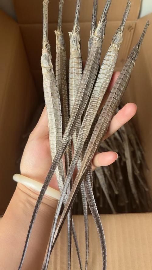 南山龍魚的藥用價(jià)值，關(guān)于南山龍魚的一些認(rèn)識(shí)