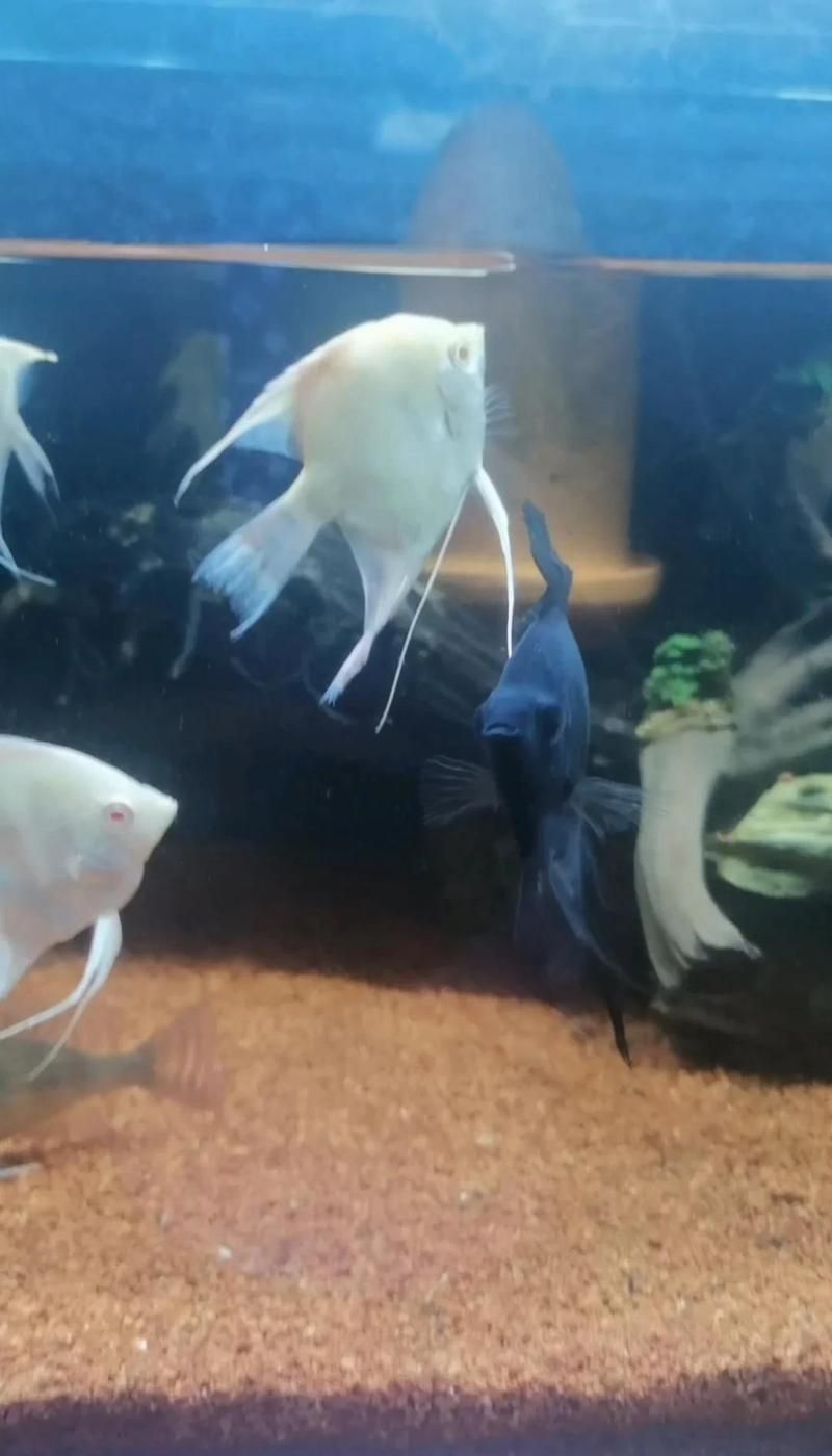 如何正確使用土霉素治療魚病，土霉素對錦鯉有什么用這幾類魚病可以治療