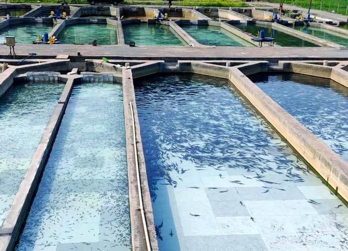 貴州龍魚的市場評價如何？，貴州鱘魚的市場評價
