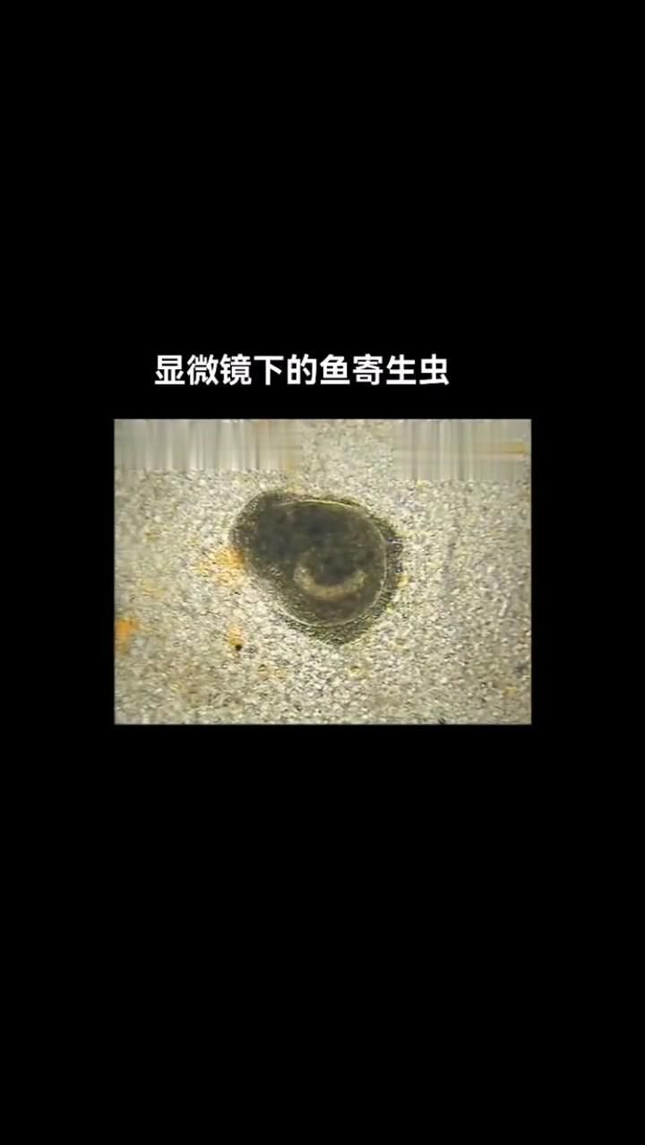 如何定期鏡檢魚體，發現寄生蟲，如何定期鏡檢魚體