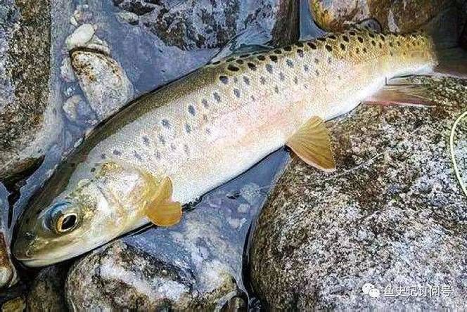長白山金龍魚有哪些特點？，長白山金龍魚有哪些特點長白山金龍魚有哪些特點