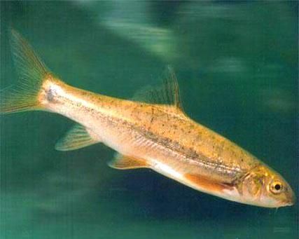長白山金龍魚有哪些特點？，長白山金龍魚有哪些特點長白山金龍魚有哪些特點