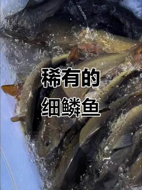 長(zhǎng)白山金龍魚有哪些特點(diǎn)？，長(zhǎng)白山金龍魚有哪些特點(diǎn)長(zhǎng)白山金龍魚有哪些特點(diǎn)