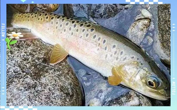 長白山金龍魚有哪些特點？，長白山金龍魚有哪些特點長白山金龍魚有哪些特點