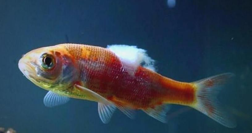 如何預防魚傷口感染