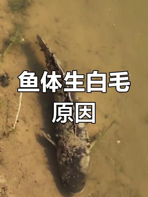 如何預防魚傷口感染