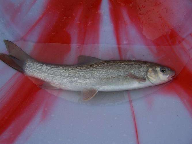 迭部龍魚的市場需求，甘肅迭部龍魚市場需求“迭部龍魚”并非觀賞性龍魚