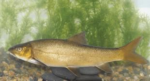迭部龍魚的市場需求，甘肅迭部龍魚市場需求“迭部龍魚”并非觀賞性龍魚