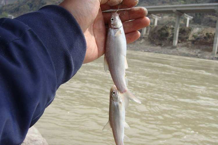迭部龍魚的市場需求，甘肅迭部龍魚市場需求“迭部龍魚”并非觀賞性龍魚