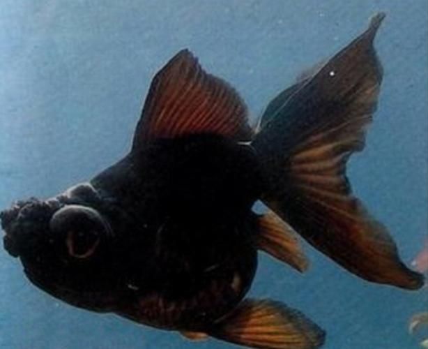 黑瑪麗魚和墨龍睛金魚哪個更好，黑瑪麗魚vs墨龍睛金魚哪個更好？