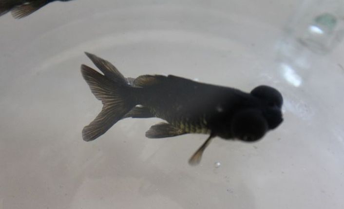 黑瑪麗魚和墨龍睛金魚哪個更好，黑瑪麗魚vs墨龍睛金魚哪個更好？